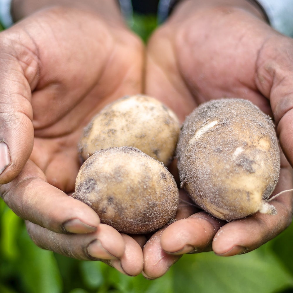 Farmer's Hands with Potatoes