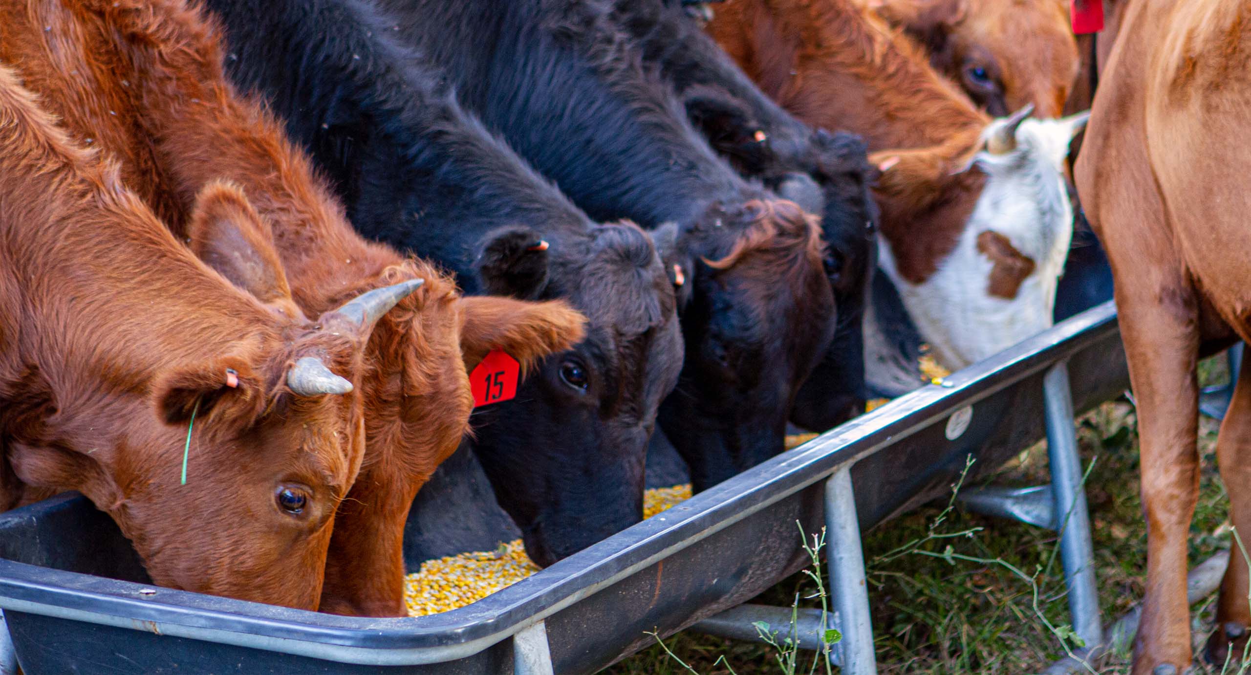 Animal Feed Florida Farm To You